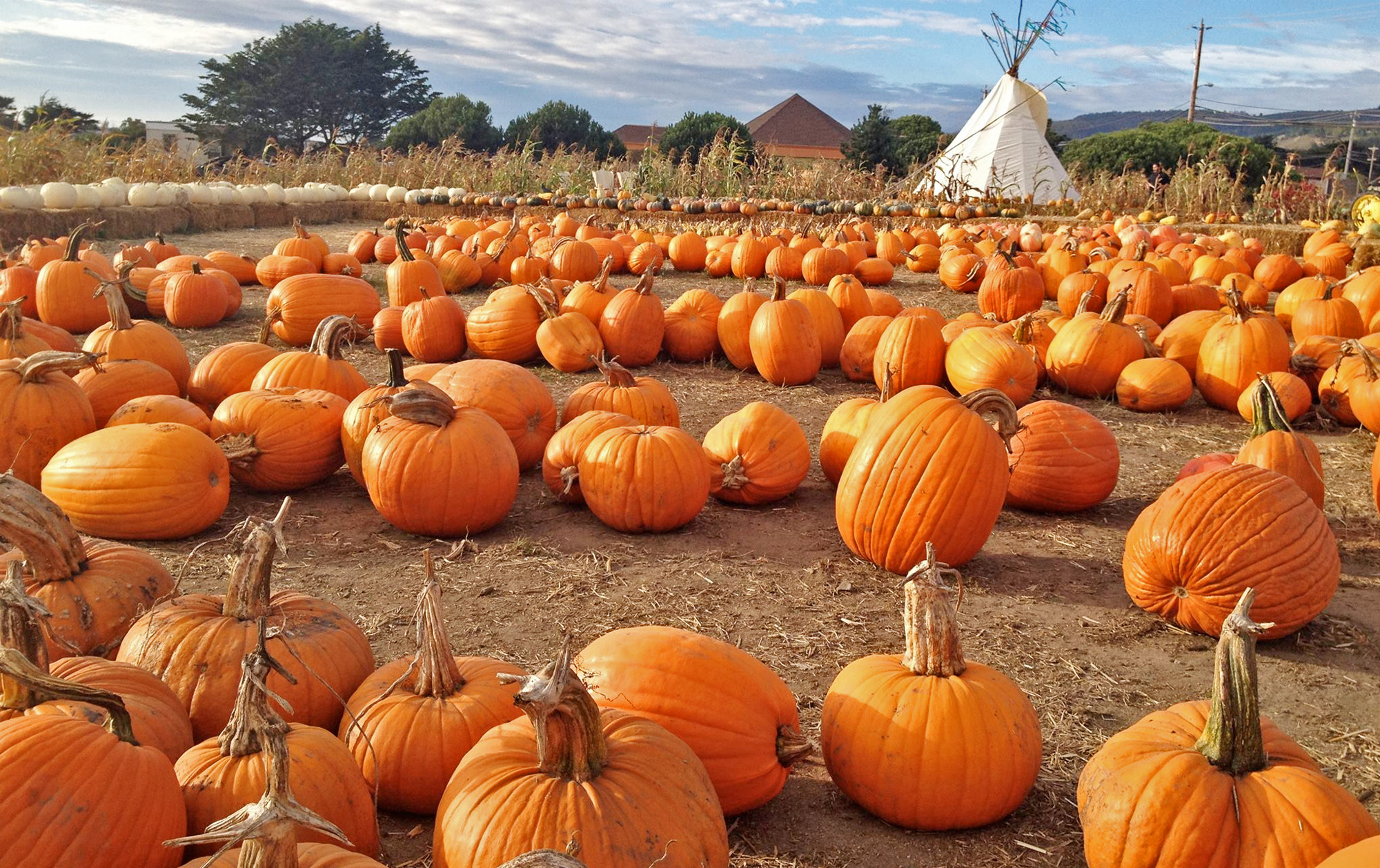 Farmer John’s Pumpkin Farm